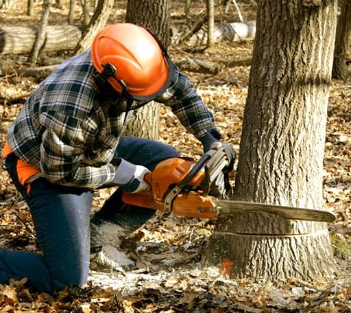 Tree Removal in Klondike, TX
